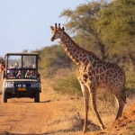 African-Safari-Trends-for-2024-Include-Higher-Budg.webp