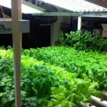 Home-Hydroponics-Market.webp