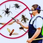 Termite-control-treatment-services-in-Lahore.jpeg