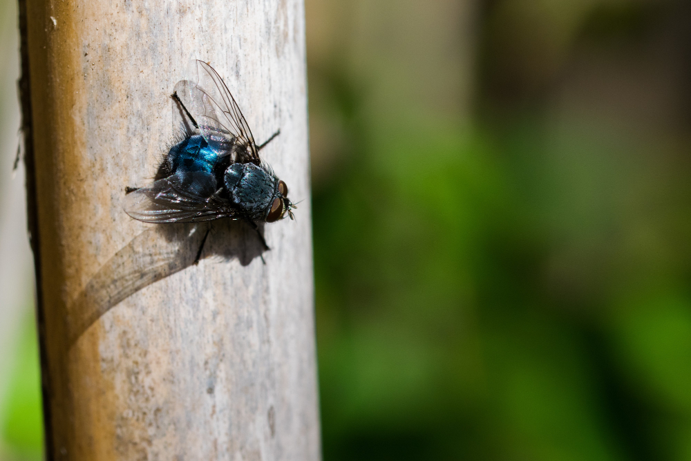 Professional Fly Control Services in Toronto: Your Complete Solution Guide Professional Fly Control Services in Toronto: Your Complete Solution Guide