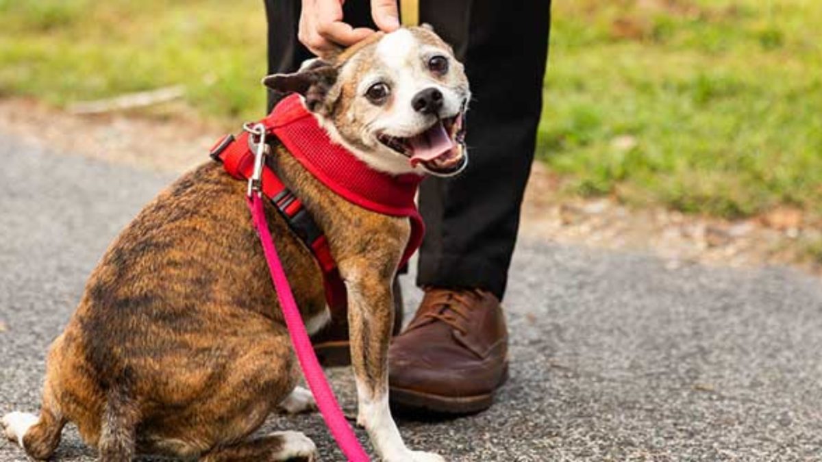 Are Adopted Dog Collars a Safe Choice for Rescues?