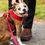 Adopted-dog-collar.jpg