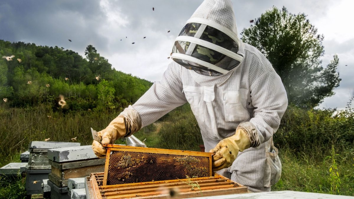 Best Beekeeping Jacket for Safe & Comfortable Hive Protection