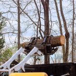 affordable-tree-removal-services.jpg
