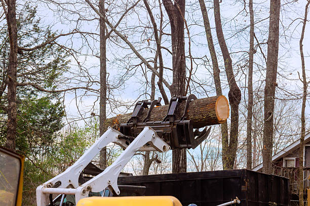 What Common Mistakes Lead to Overspending on Tree Removal?