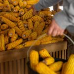 close-up-hand-holding-corn-corb-1.jpg