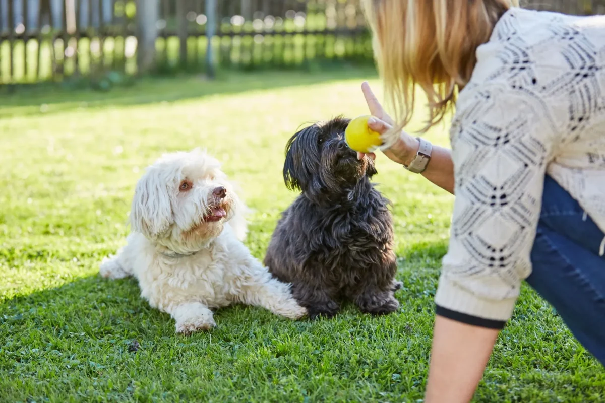 How Group Training Classes for Dogs Help Dogs Handle Noisy Environments