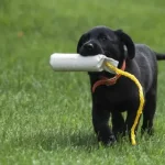 puppy-training.webp