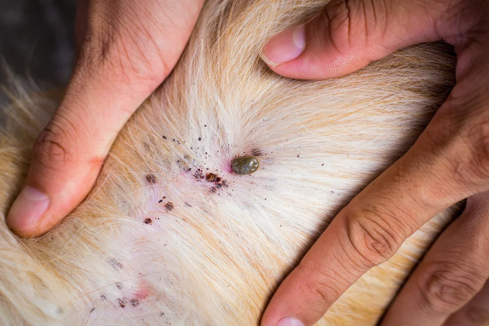 Stop the Itch Fast Your Friendly Guide to Flea and Mite Extermination