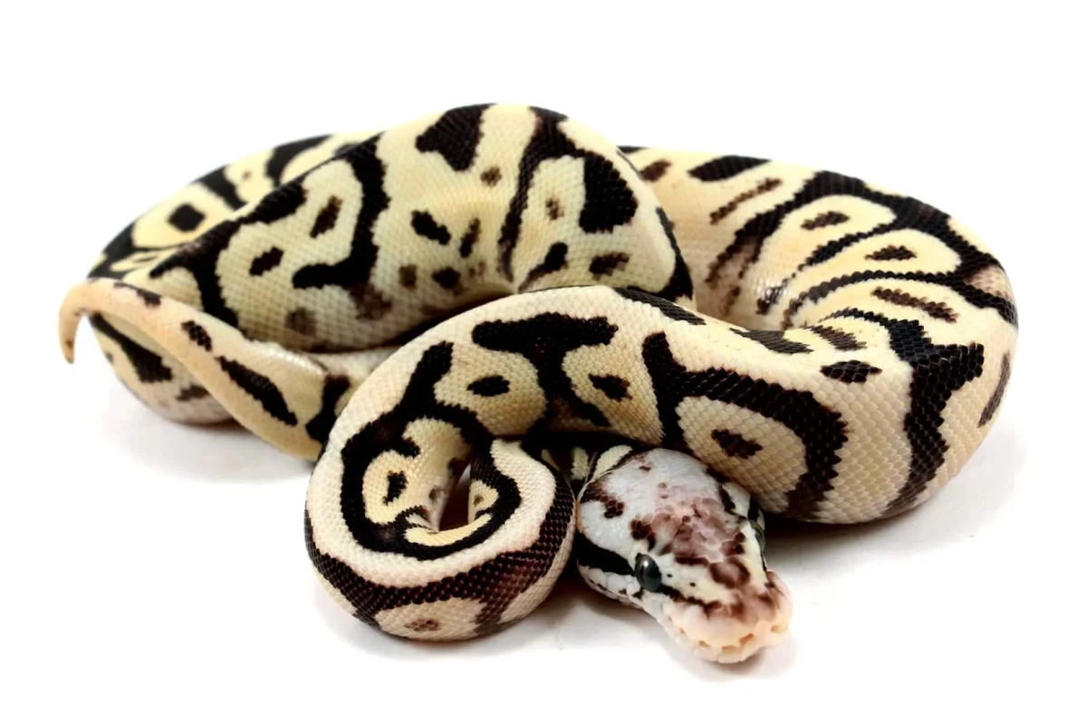 Discover the Perfect Companion: Ball Pythons for Sale Discover the Perfect Companion: Ball Pythons for Sale