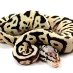 Ball_Pythons_54aabc1b-4008-49bd-85b5-20e94e3380d7.webp