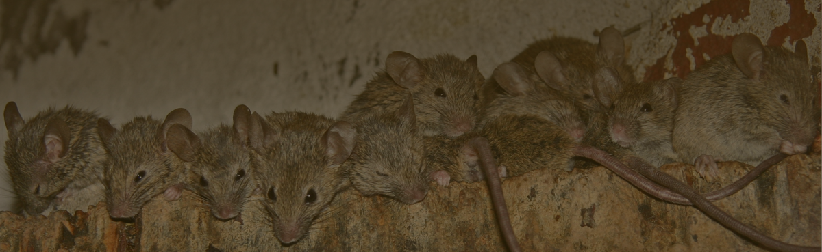 How Do Professionals Approach Rodent Control in Los Angeles?