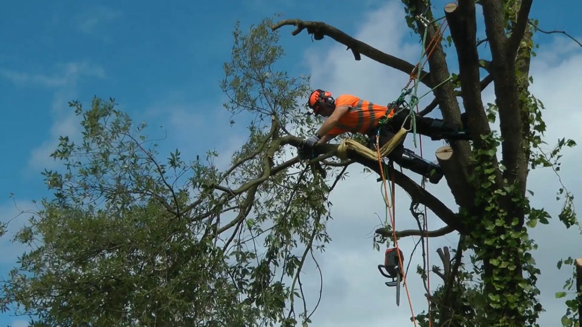 Do emergency tree services include waste and debris removal?