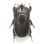 giant-rhinoceros-beetle.jpg