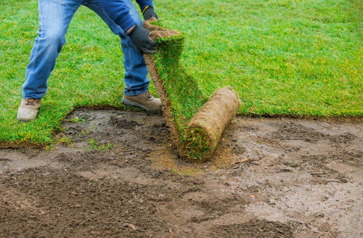 Choosing the right grass variety for backyard shade. Choosing the right grass variety for backyard shade.