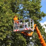 tree-pruning-services.jpg