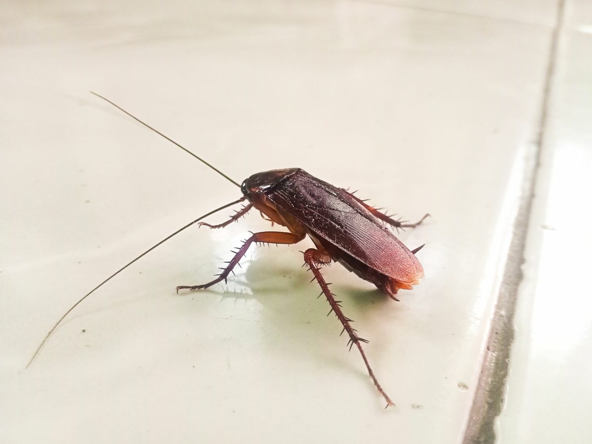 Efficient Pest Control Service for Cockroaches in UAE