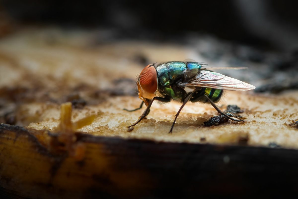 Efficient Pest Control Service for Flies