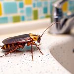 cockroach-elimination.jpg
