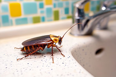 How Fast Can Cockroach Elimination Show Results?