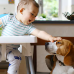 pet-insurance-providers.png