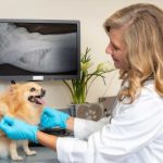 Dog-X-Ray.jpg