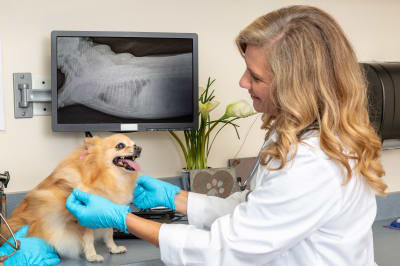 Dog X Ray Imaging: Detecting Injuries and Ensuring Wellness