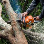 Tree-Surgery-Services.jpg