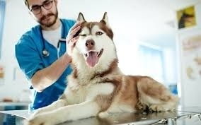 The Complete Guide to Responsible Exotic Pet Ownership and Wellness