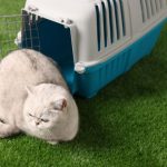 Pet-Safe-Artificial-Grass-for-Dogs_-Comfortable-Low-Maintenance-Solutions.jpg