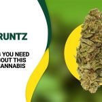 SpaceRuntzStrain_EverythingYouNeedtoKnowAboutThisCelestialCannabis3-ezgif.com-resize-2.jpg