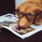 bookworm-dog-pittsburgh-dookie-doctors-pet-waste-removal.jpg