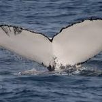 Cape-Ann-Whale-Watch.jpg