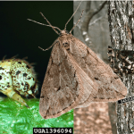 tree-experts-aaa-tree-experts-charlotte-nc.png