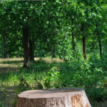 tree-removal-aaa-tree-experts-charlotte-nc.png