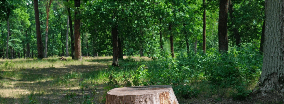Common Tree Trimming Mistakes That Can Damage Your Landscape