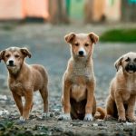 playful-puppies-pittsburgh-dookie-doctors-pet-waste-removal.jpg