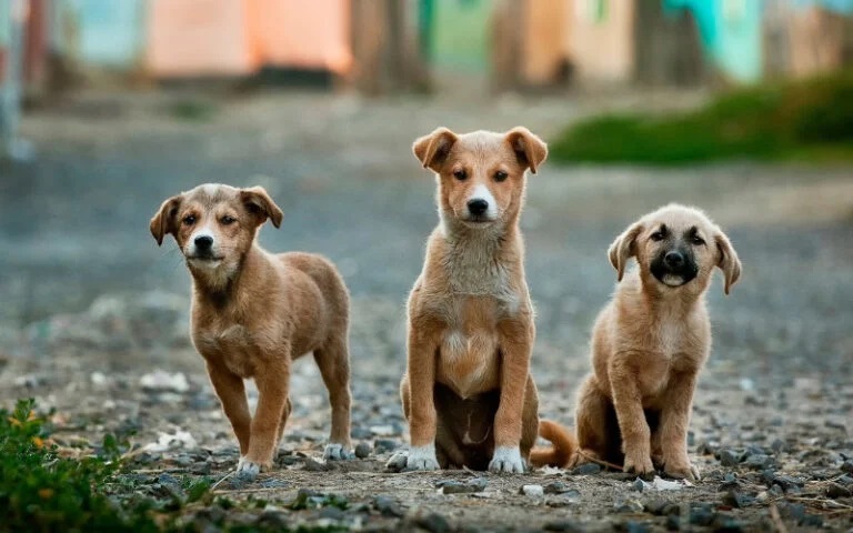 What Happens to Your Grass When Dog Waste Is Left Too Long?