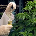 iStock-1463134604-Cannabis-cropped.jpg
