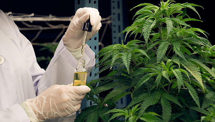 Why Understanding Cannabis Products Matters for Informed Consumer Decisions