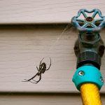 Spider-Control.jpg