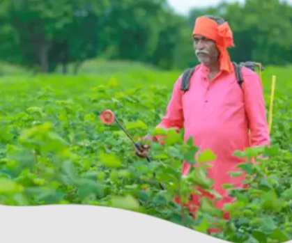 Contact Insecticides: How They Work and When to Use Them