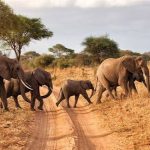 Safari-From-Mombasa.jpg